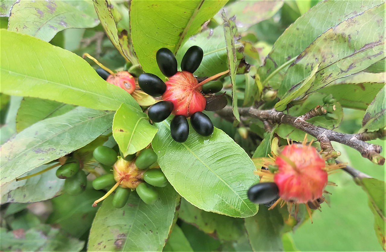 0-2. 노란살구꽃 익은 씨와 누런 꽃받침, 껀터, 2018.12.07.jpg