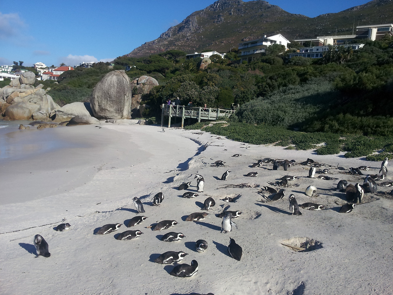 해안의 펭귄 무리.jpg