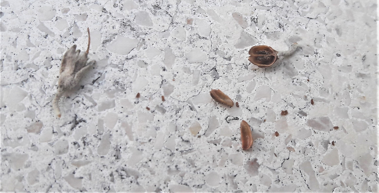 3. 열매와 씨, 20180321_173134 (2).jpg