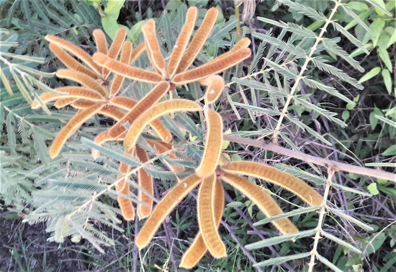 1.브로치 같은 열매 송이.jpg