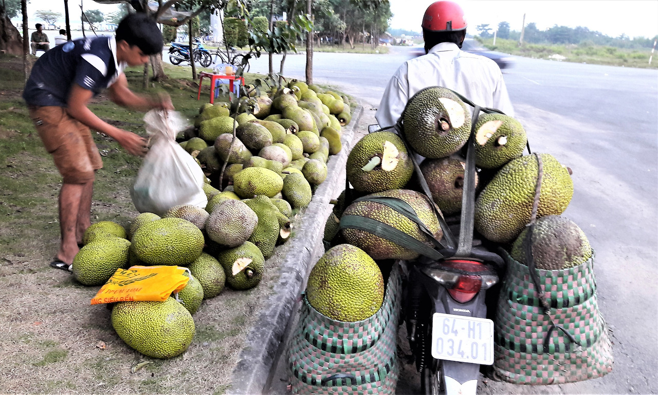 3.오토바이로 시장출하하는 잭푸르트 열매 (2).jpg