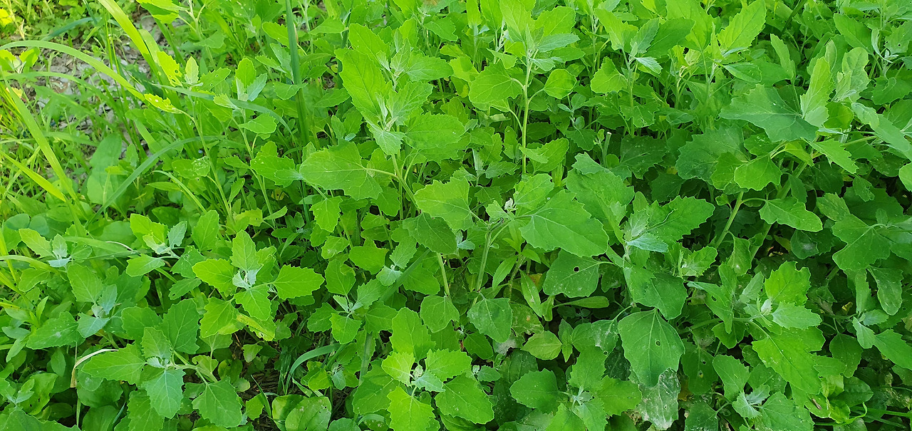 2. 한강변에 무리지어자라는 명아주, 20230604_174105.jpg