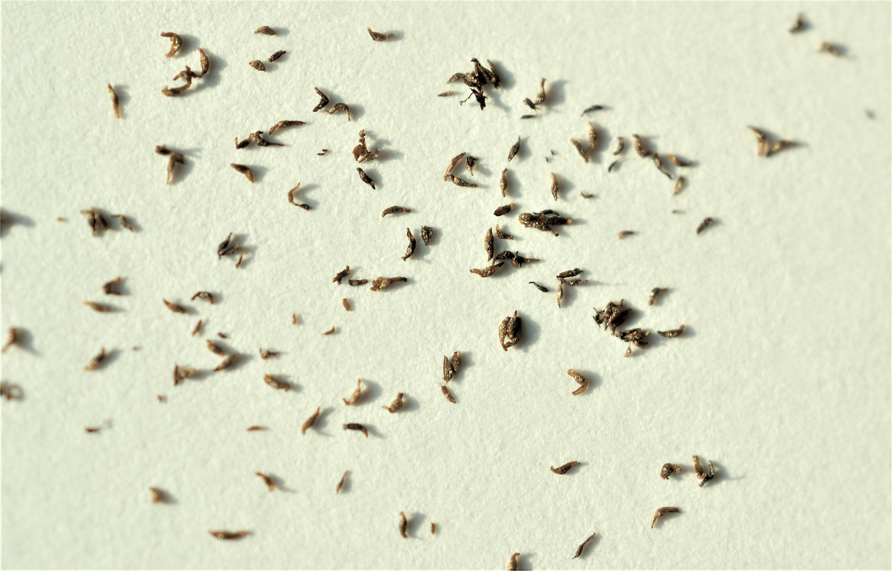 2-1.은대난초 익은 씨, 수목원 생태로 입구 옆 10.10.10.019. (2).jpg