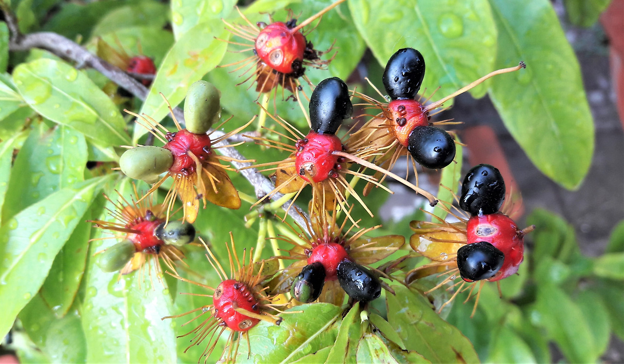 3-2. 익은 열매.jpg