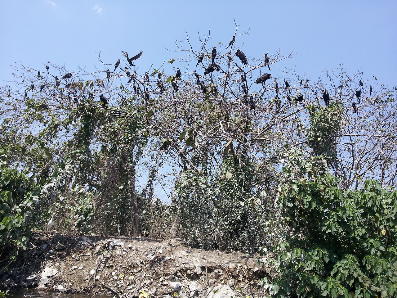 새집 섬의 나무 위 새들2013-08-10 13.41.50.jpg