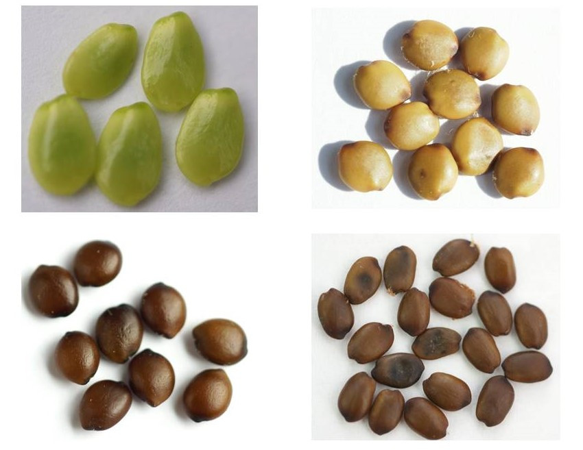 5.어린 씨와 채집지 별 익은씨.jpg