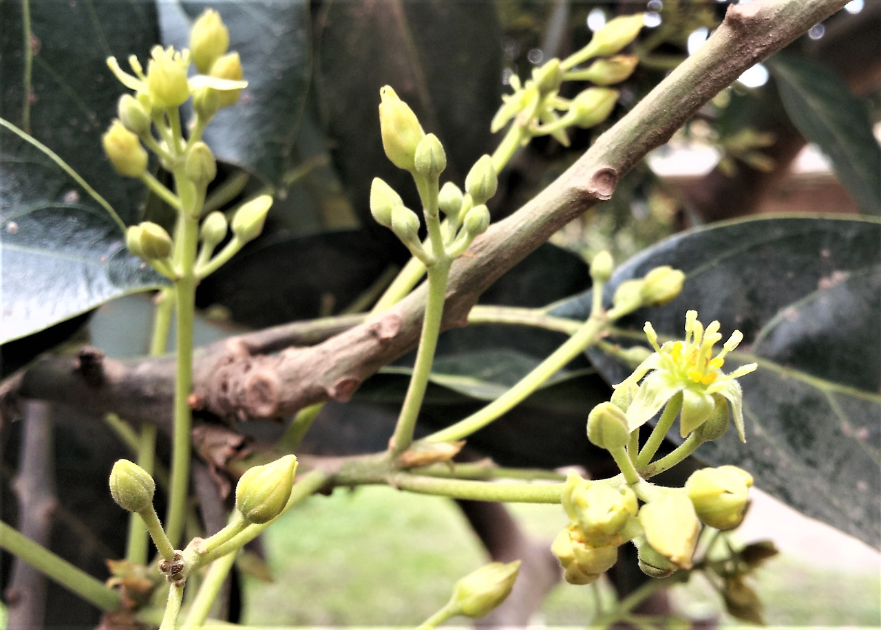 4.꽃, Avocato flower, samen 6, 수술6개,각수술 아래에 노란헛꽃밥 각1개. 암술1,암술1개를 3개의 수술이 싸고 있음,꽃잎겸꽃받침(화피)6개2013-08-20 11.20.56 (7).jpg