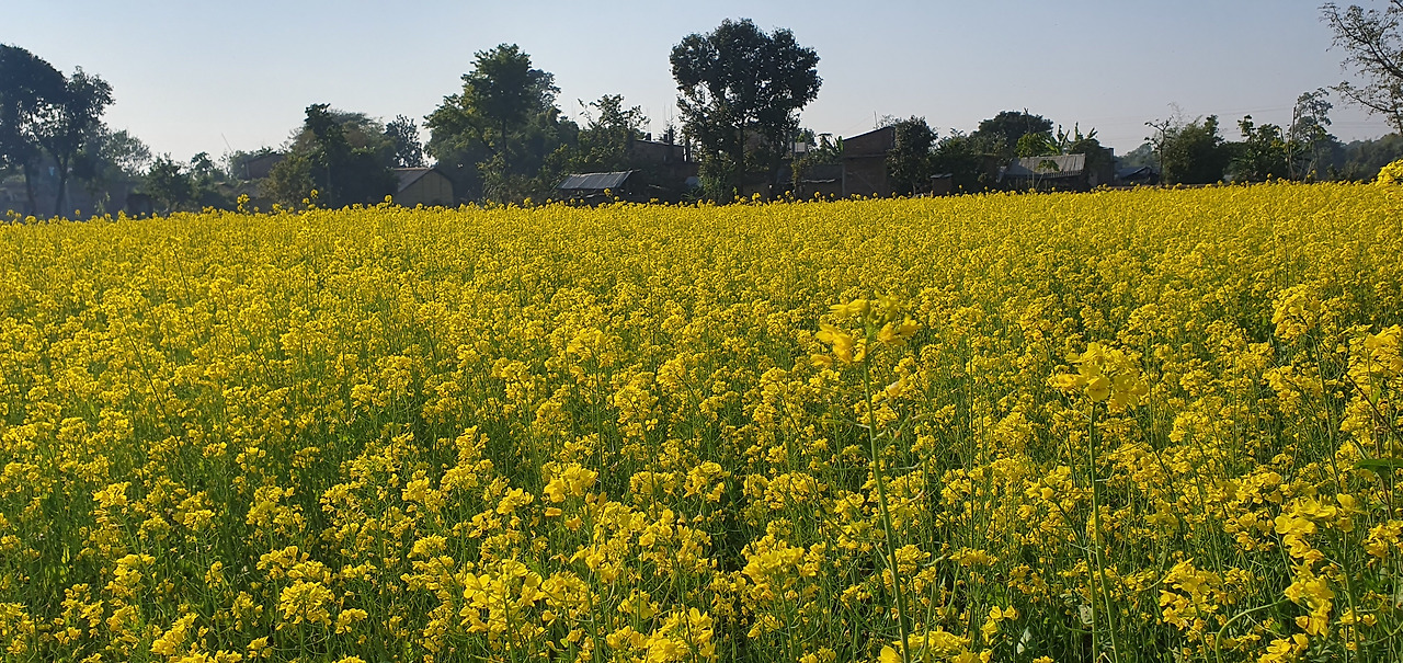3.농가 앞의 유채 밭, 20221222_151651.jpg