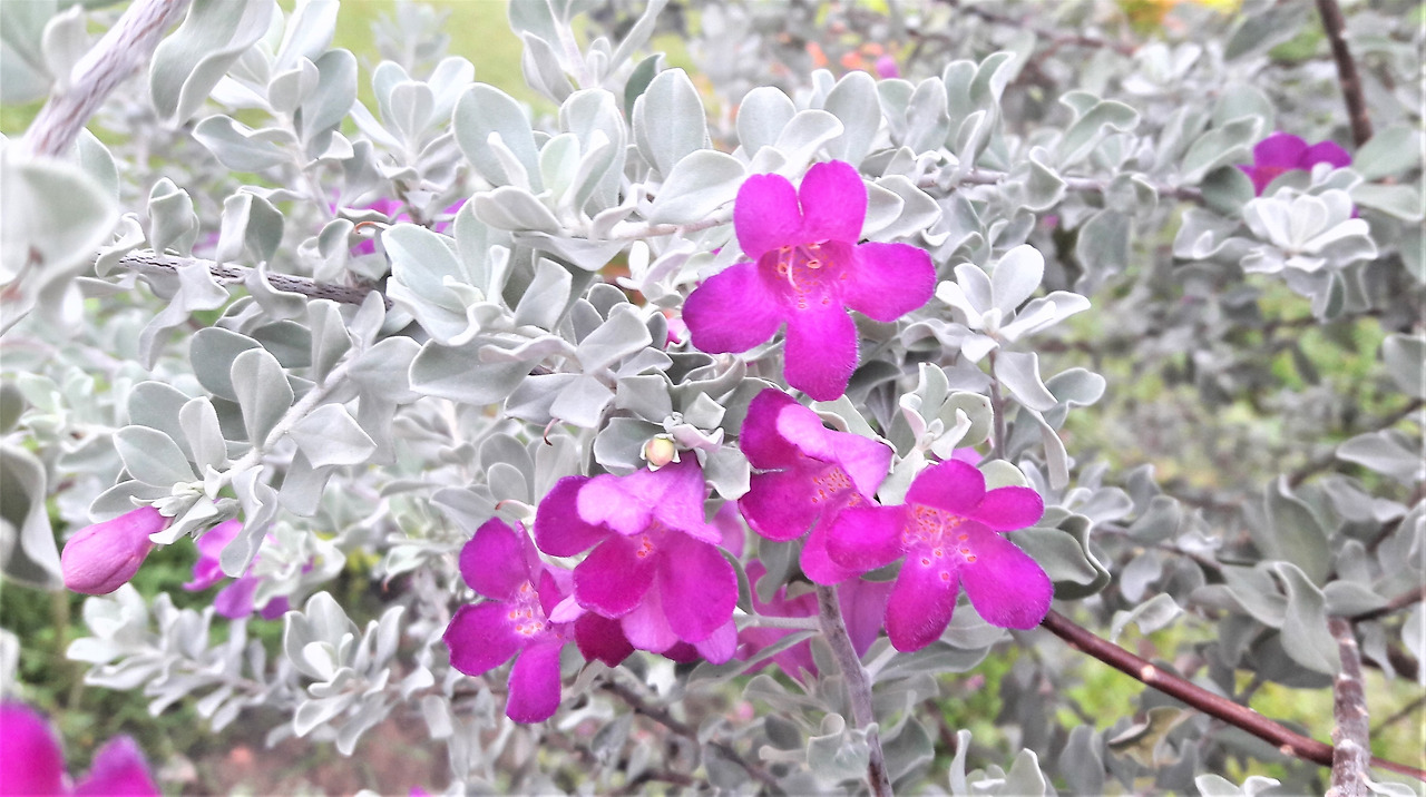 1.잎과 꽃, 20180103_173739 (2).jpg