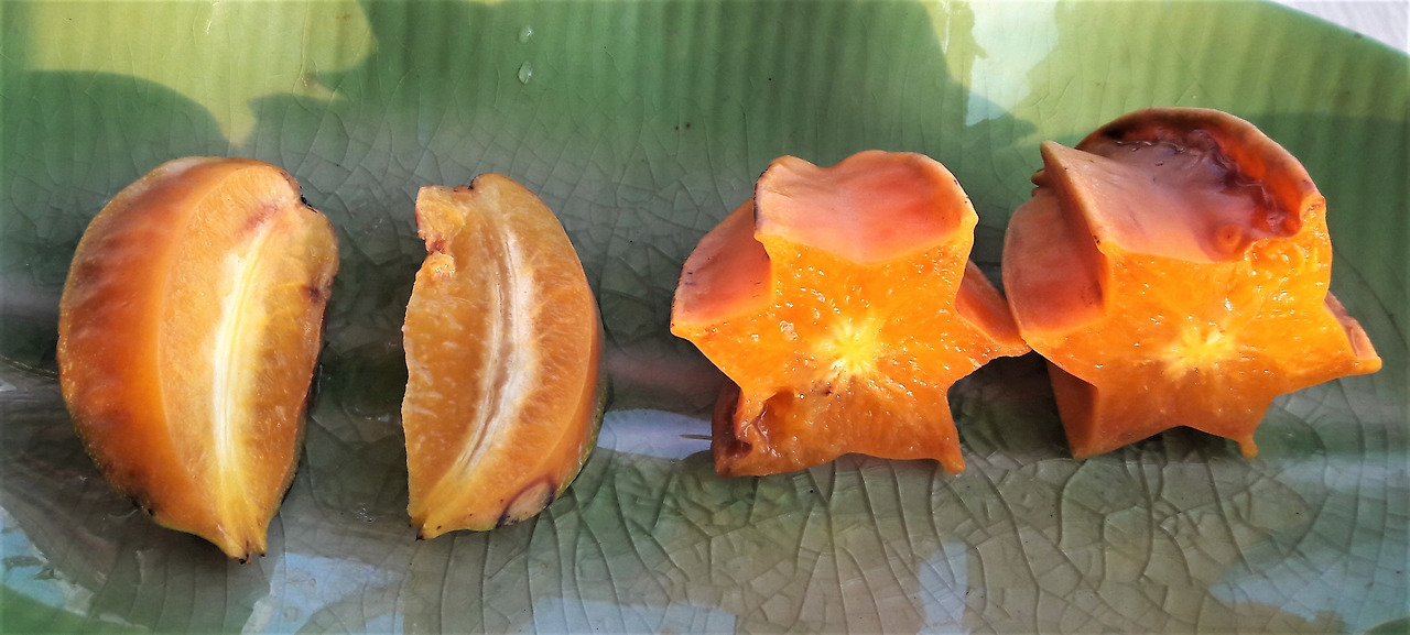 익은 열매의 종,횡단면0, 20180309_065206 (2).jpg