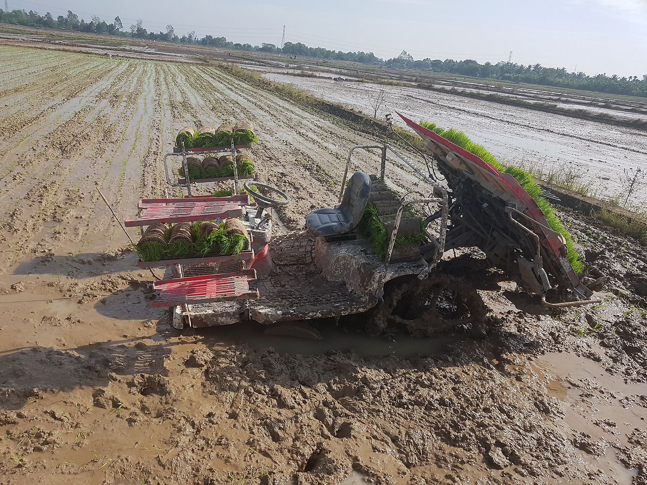 3. 벼 이앙기(移秧機)와 이식한 시험포장,.jpg