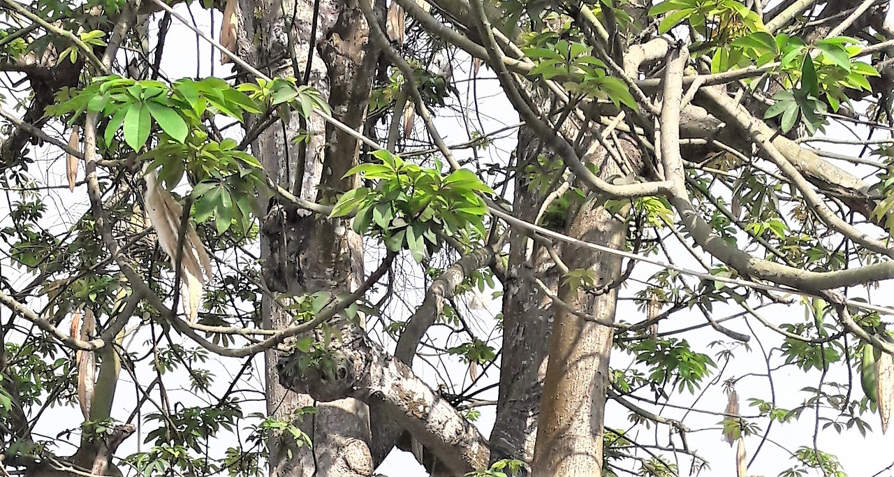 2. 잎, 20180315_081320 (2).jpg