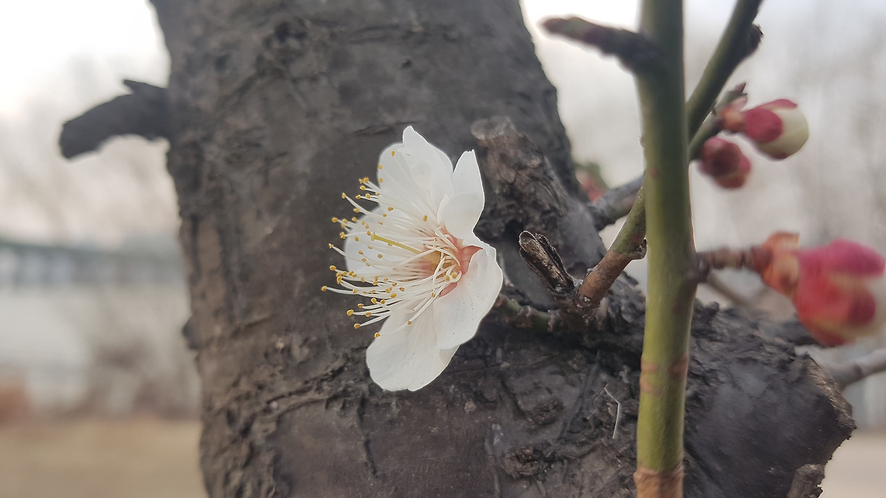 매화, 20200307_173539.jpg