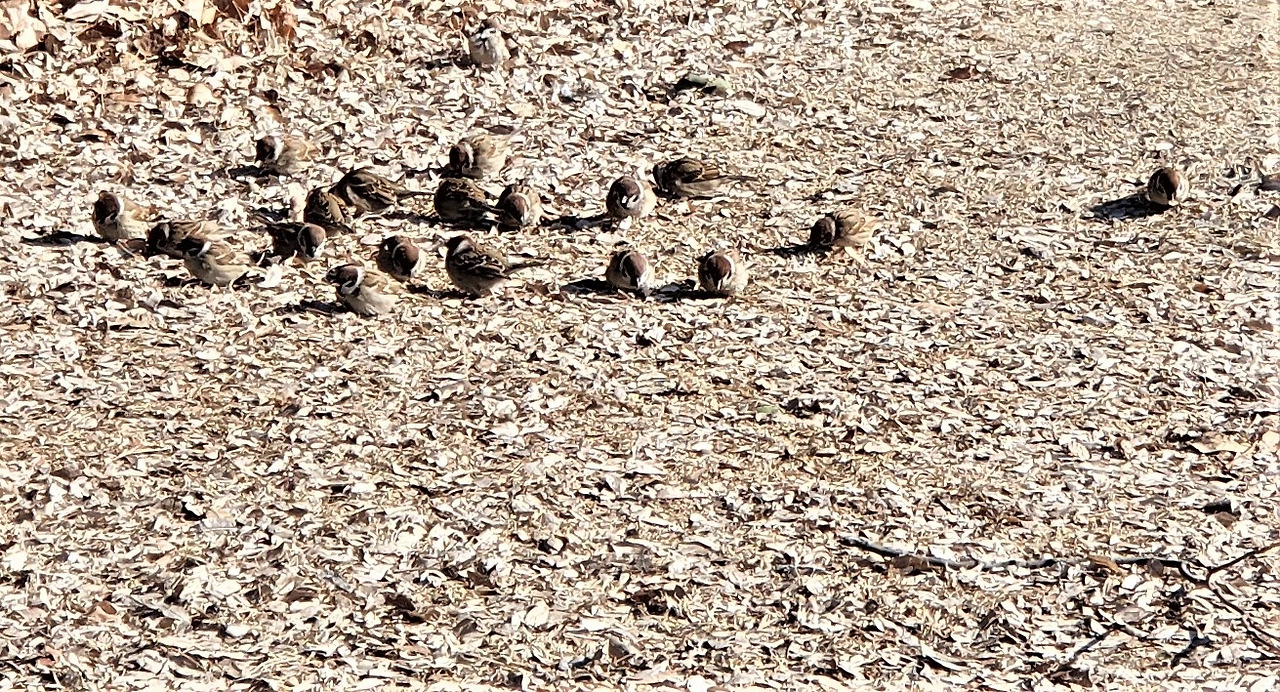 -14℃의 추위도 아랑곳하지 않고 먹이를 먹으며 노는 참새떼, 한강잠실공원20230124_115409.jpg