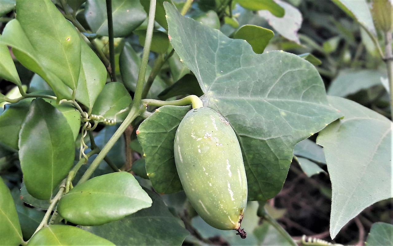 11. 어린 열매.jpg