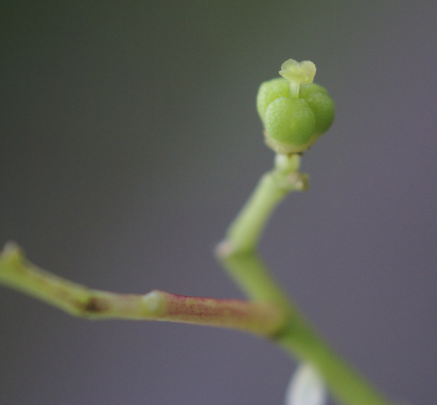 1.꽃잎이 떨어진 암술. 수목원 양치식물원10.8.15.037..jpg