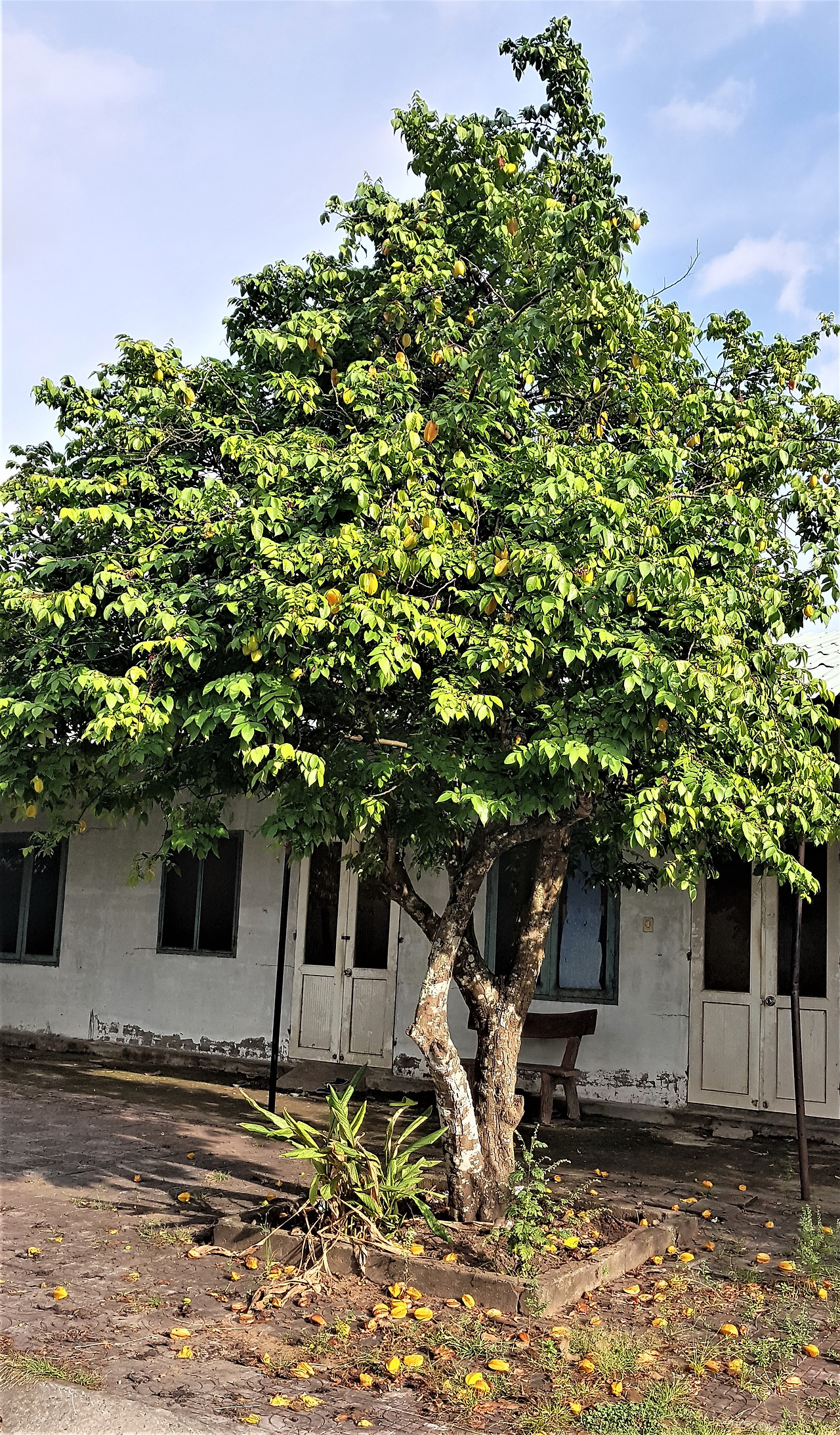 집앞 가로수 별과일나무0, 20181118_153732 (2).jpg