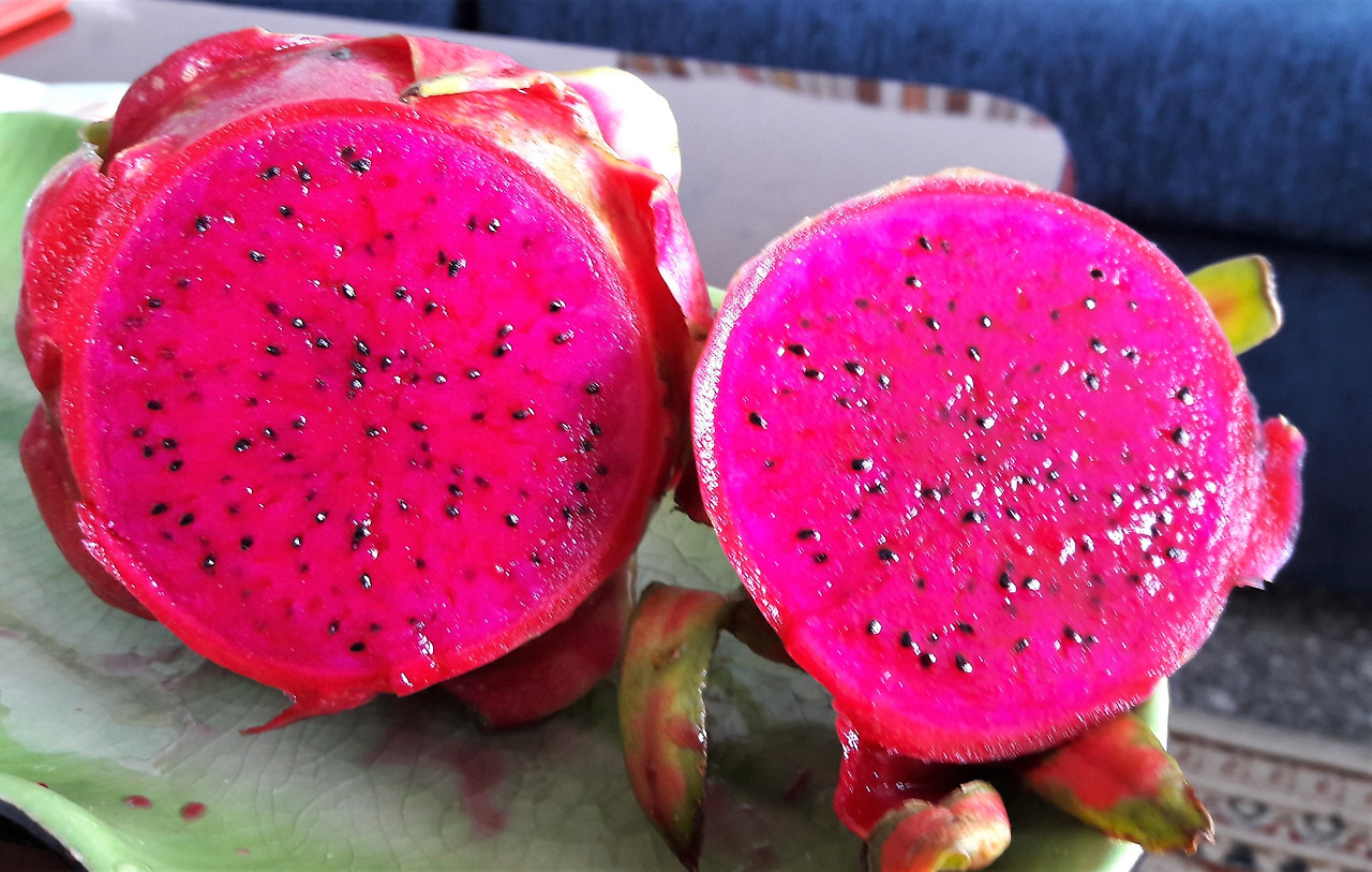 3.붉은용과 횡단면과 씨, 20171119_080644 (2).jpg