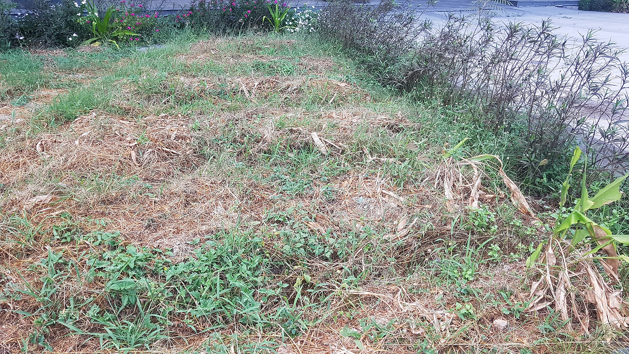 3. 말라 죽은 지상부 모습, 20190321_162643.jpg