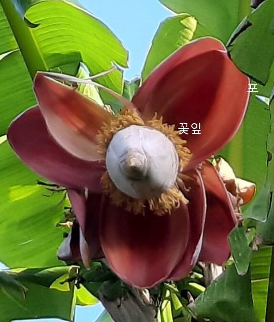 3. 바나나 꽃(포와 꽃잎).jpg
