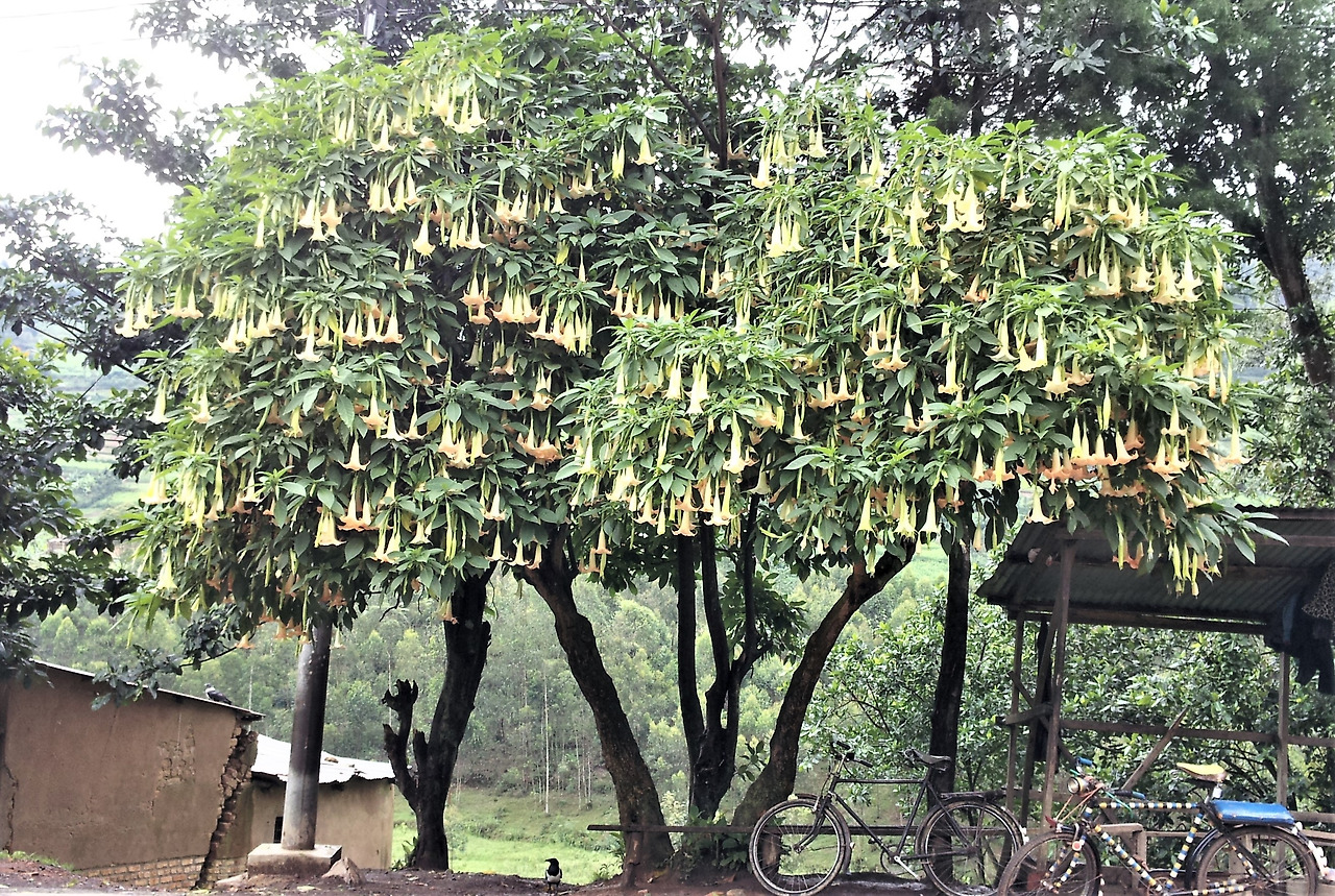 1. 르완다 도로변의 천사나팔꽃.jpg