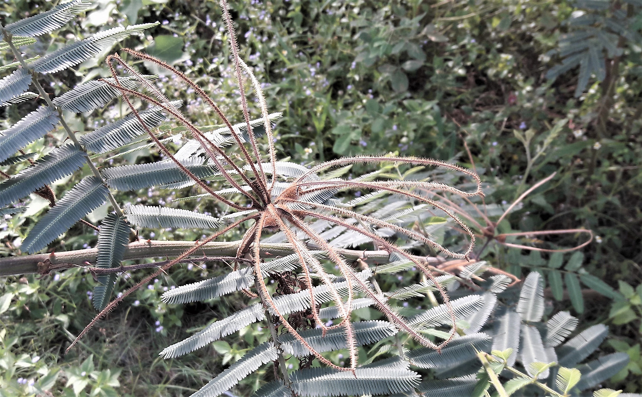 2.열매가 껍질로 씨를 싼 채 조각조각 떨어져 나간 뒤 나무에 남아 있은 열매 맥.jpg