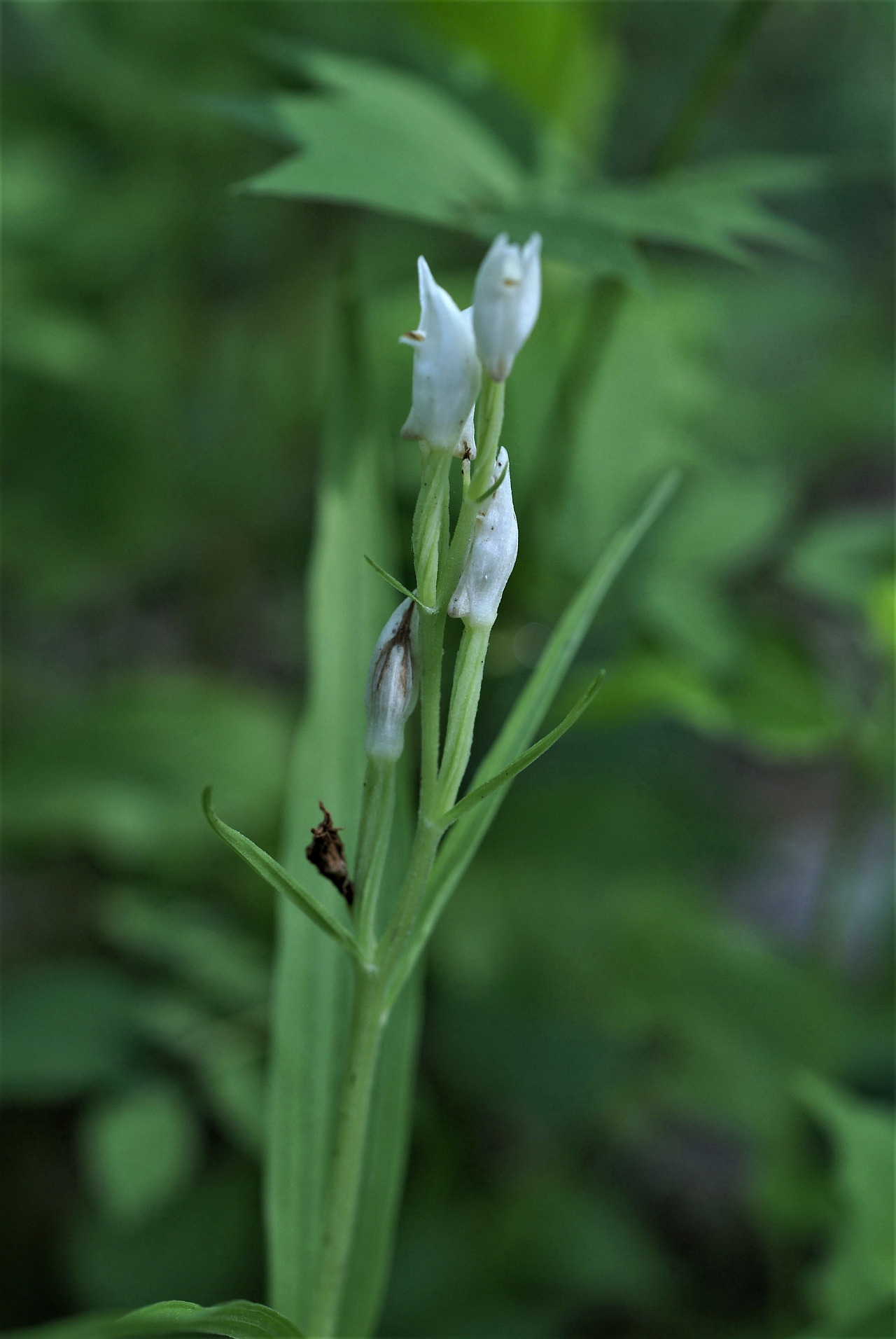 1-1.은대난초꽃, 씨방 나선형.jpg
