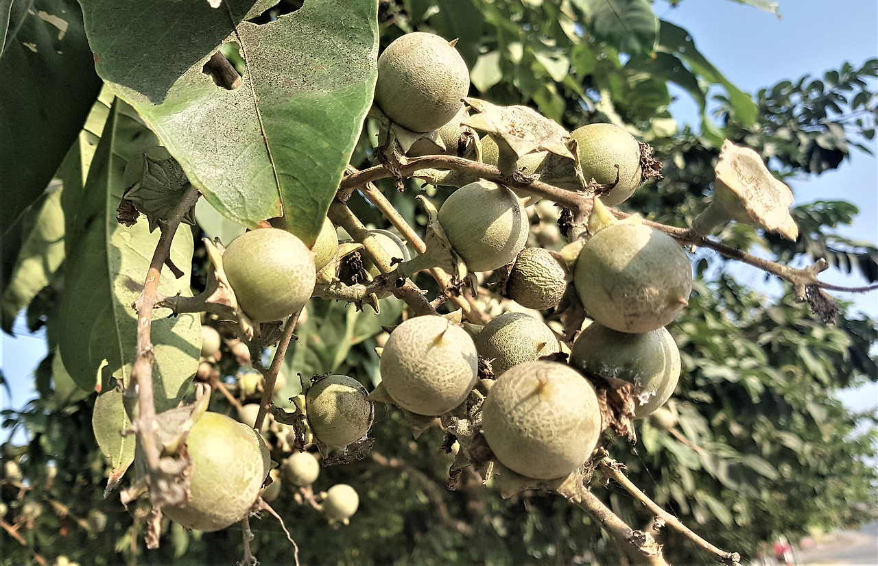 4. 껍질이 벌어지기 전 열매.jpg