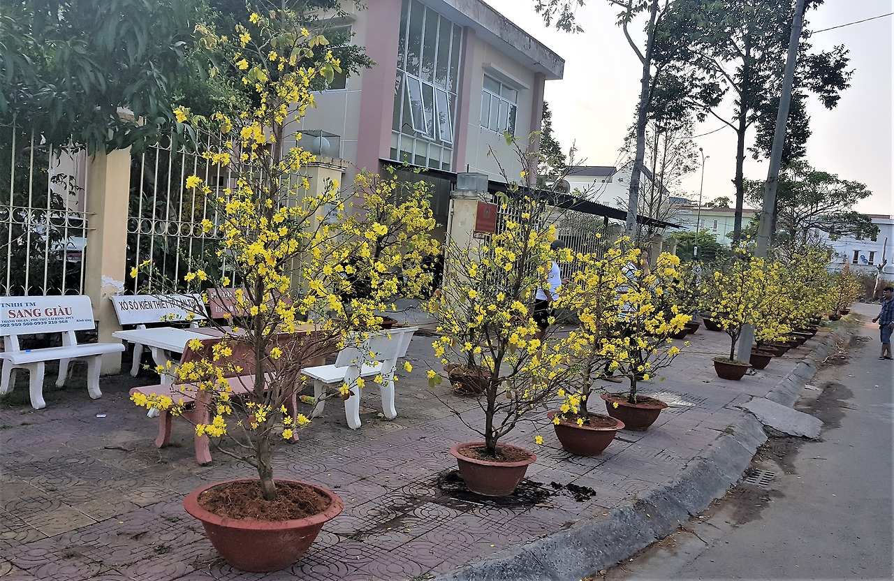 2. 껀터 거리의 노란살구꽃 들, 20190203.jpg