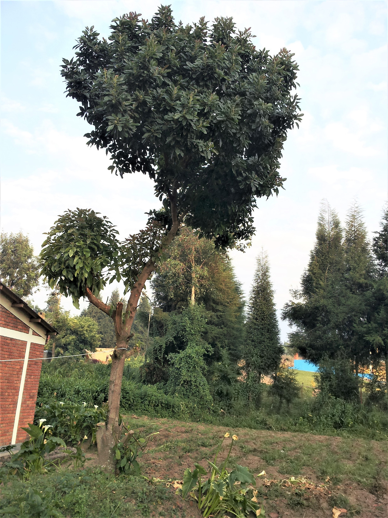 2.잔 줄기 등을 잘라낸 3개월 뒤 무성하게 자람, 2013-07-07.jpg