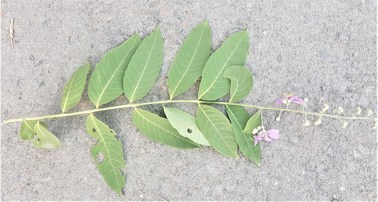 여왕배롱나무 잎 어긋나기.jpg