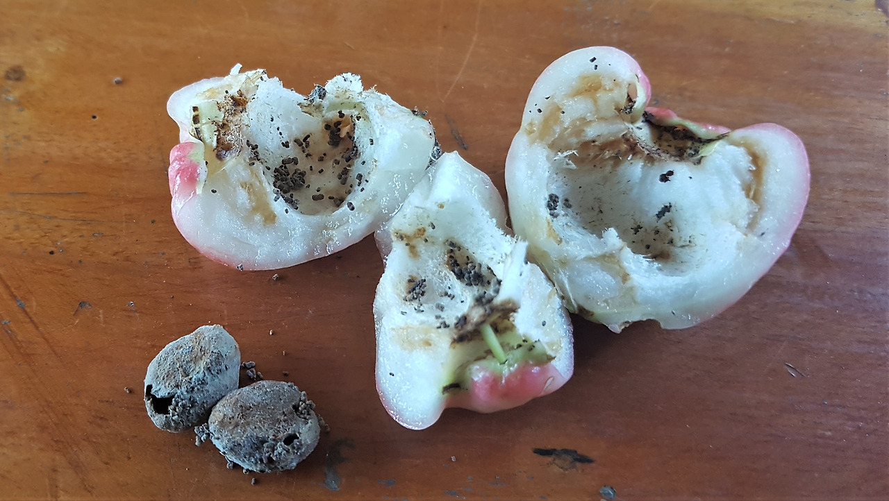 4. 벌레 먹은 씨와 열매살,.jpg