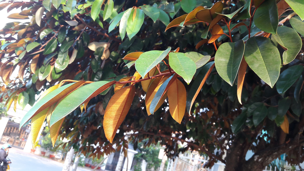 3.잎, 20171213_161617.jpg