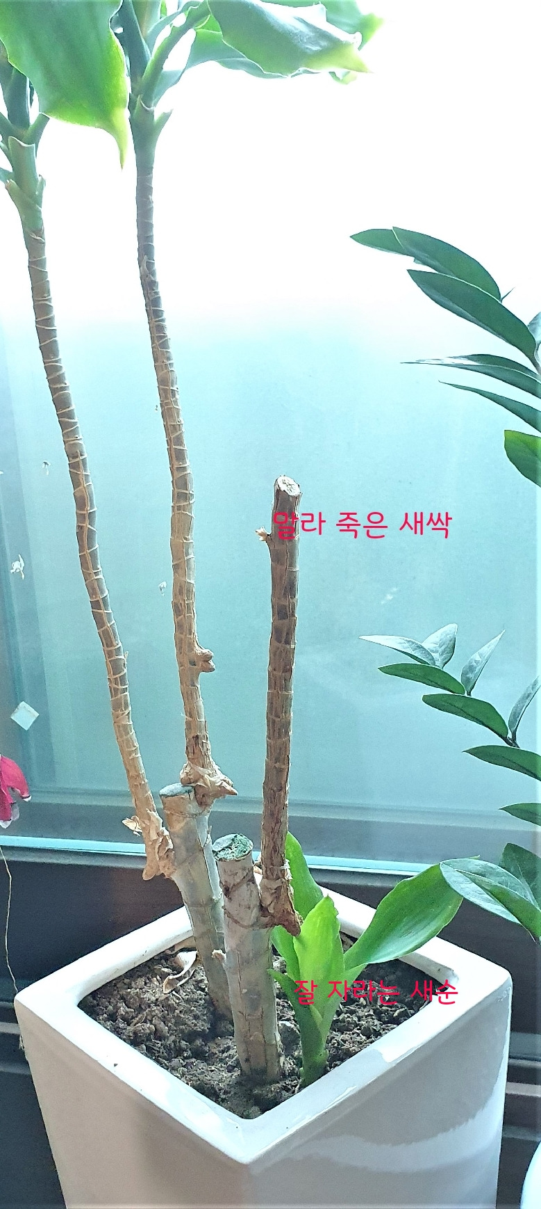 5.말라 죽은 새싹과 잘 자라는 새순, 20230709_105438 (2).jpg