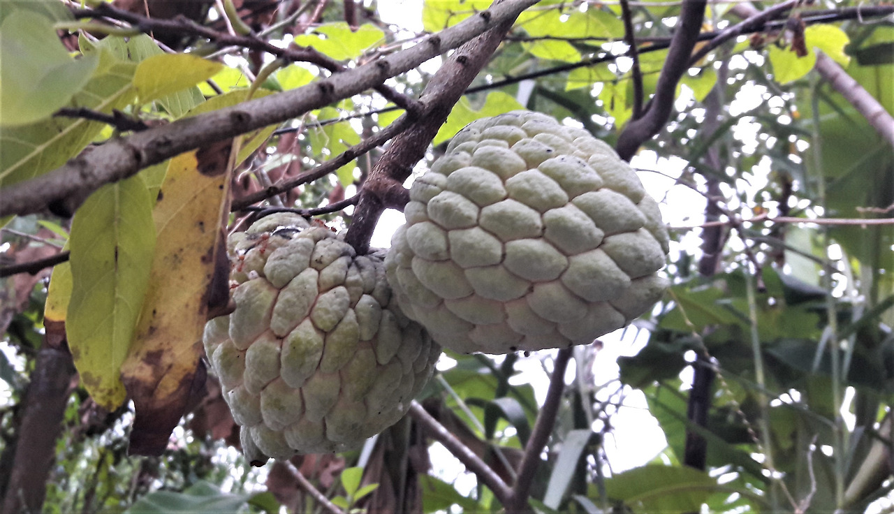 3. 익은 열매, 20180716_180717 (2).jpg