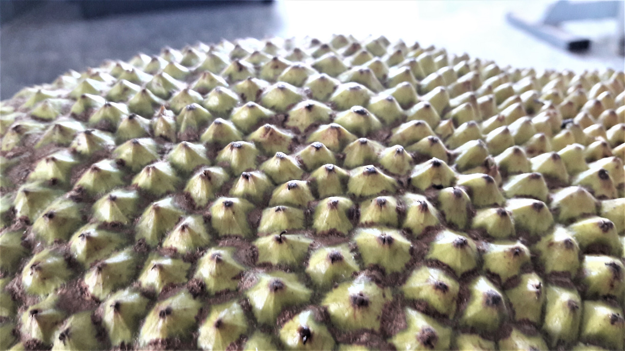 6. 열매 표면.jpg