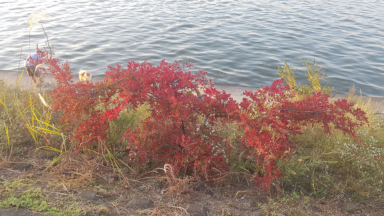 1-1. 단풍처럼 빨갛게 물든 잎-전정 안 함, 20191009_174522.jpg