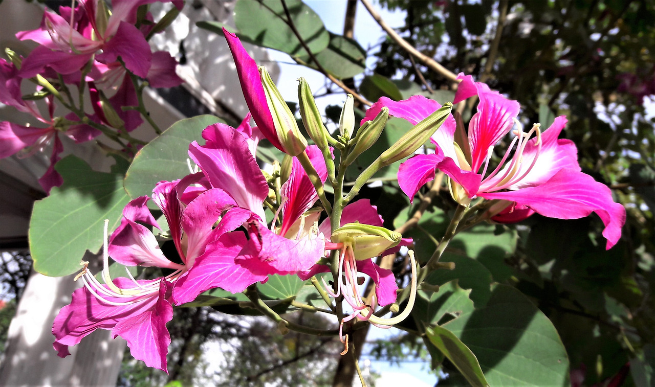 1. Bauhinia variegata 꽃(추정).jpg