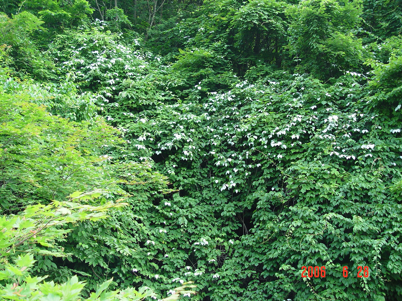 2. 개다래(지리산, 선유폭포 주변, 2006.06.28).jpg