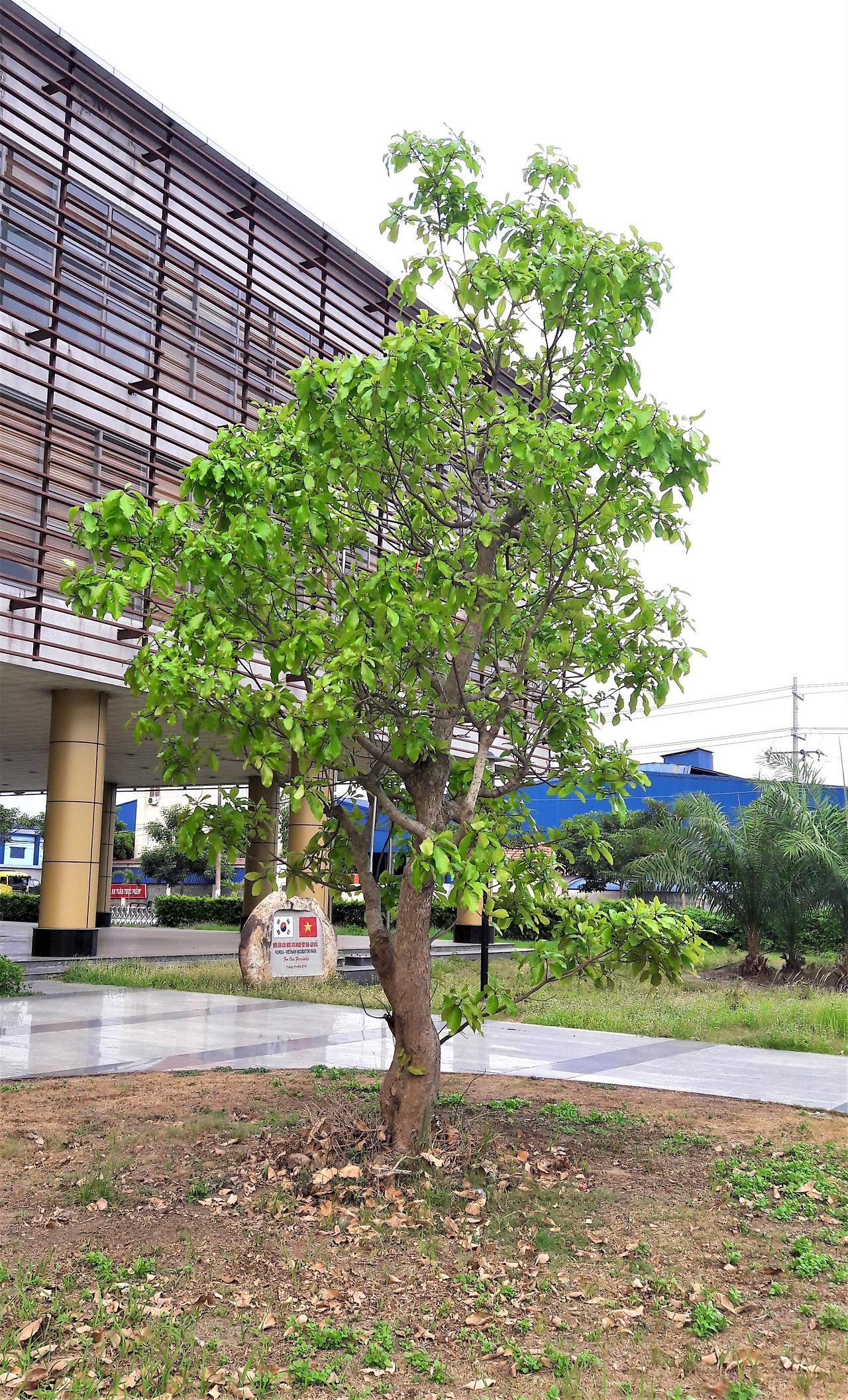 새 잎이 난 인도참나무edited, 20180424_163300.jpg