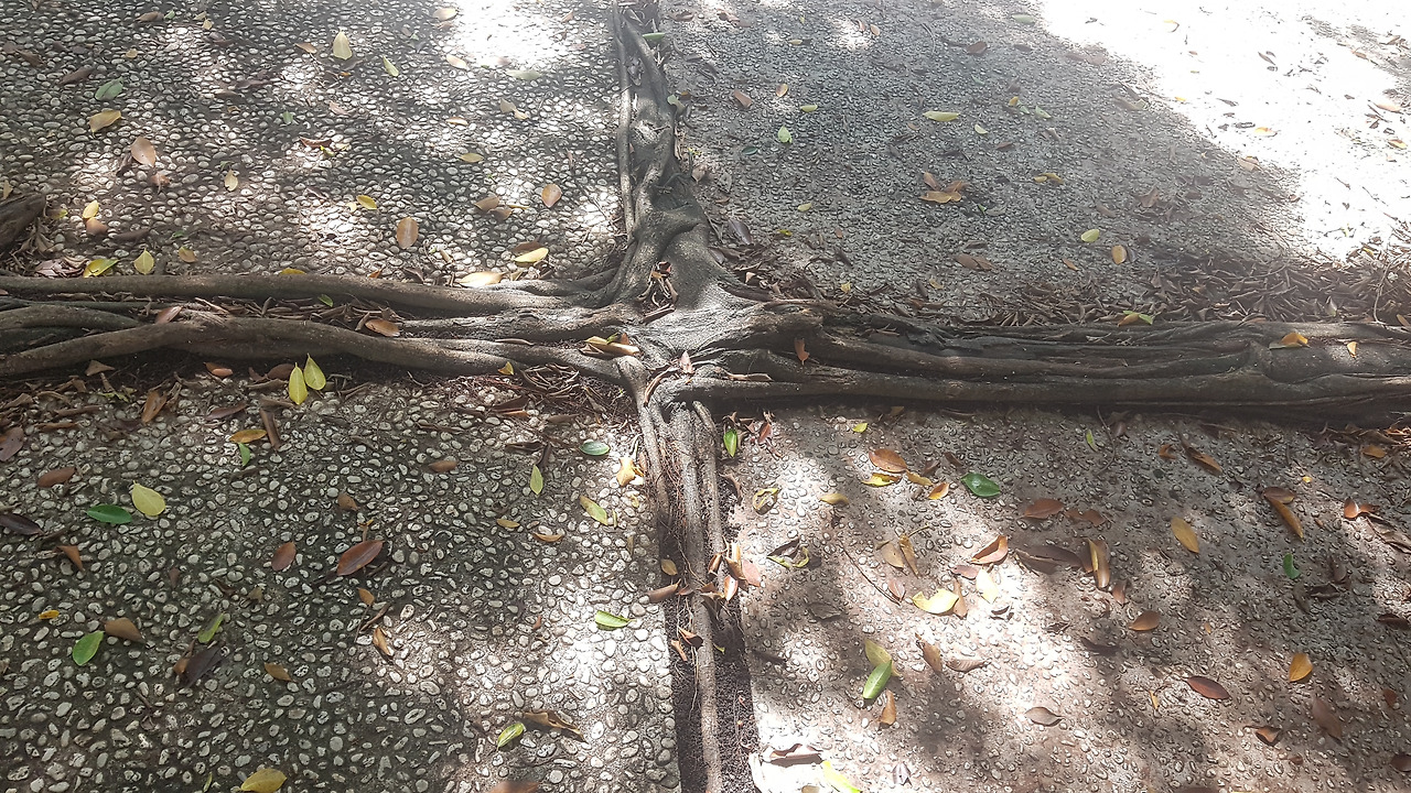 2.시멘트 바닥 위로 굵고 길게 자란왕성한 뿌리, 껀터내학교, 20190614_143933.jpg