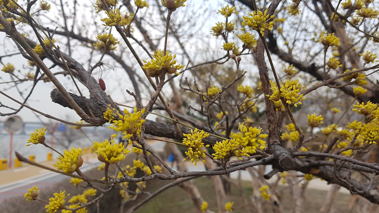 산수유 꽃, 20200307_175601.jpg