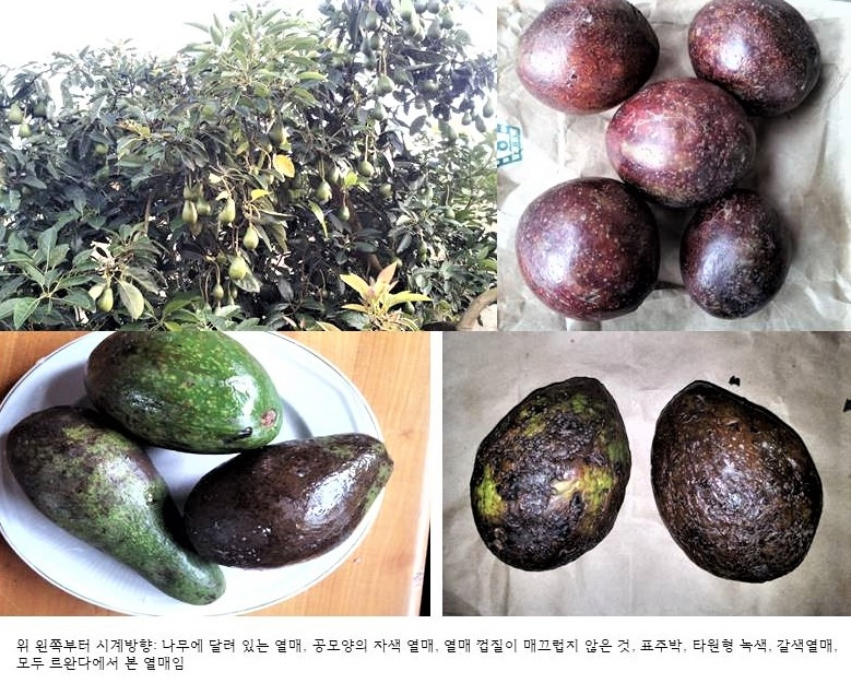 5.아보카도 열매.jpg