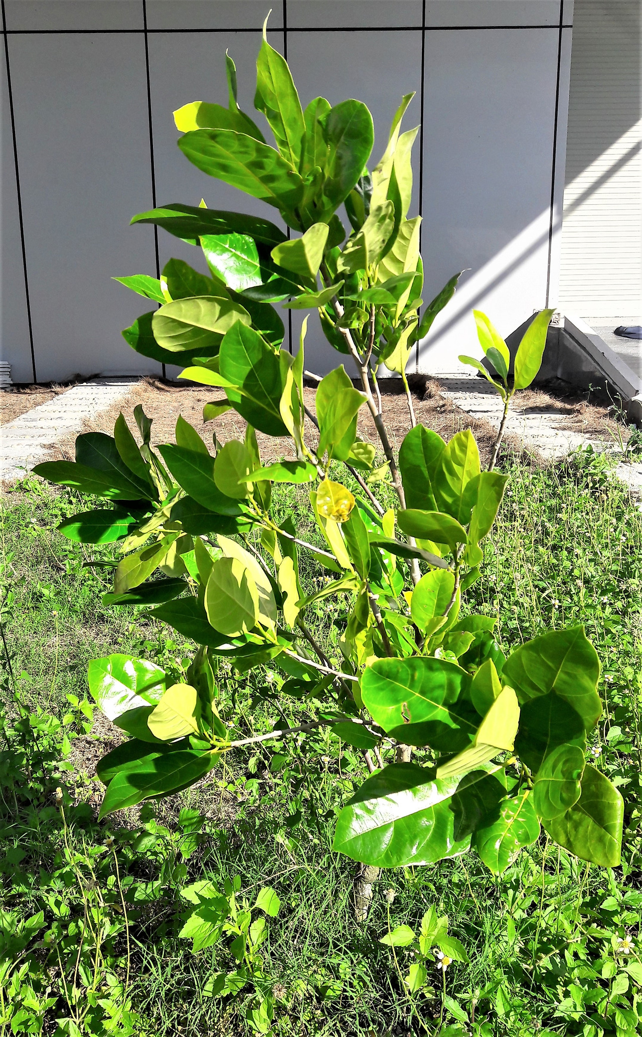 0-1. 어린 잭푸르트 나무 20171010_152722 (2).jpg