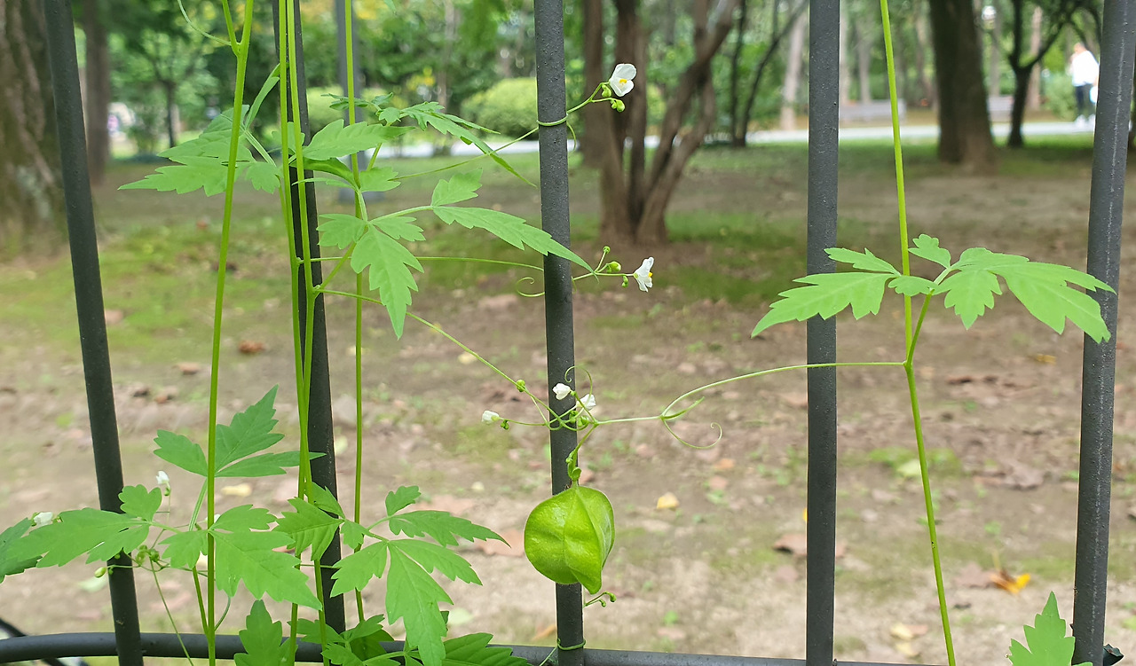 b.꽃대끼리 지지, 덜 익은 열매20250922_154957.jpg