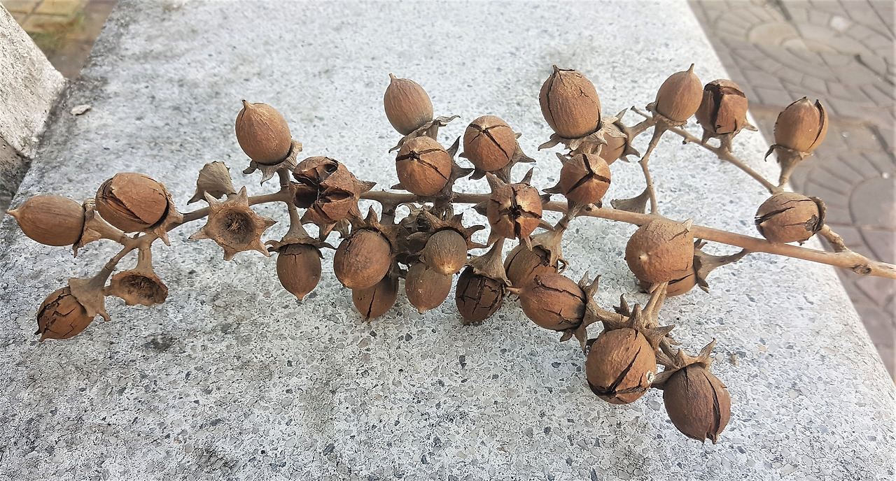 3. 여왕배롱나무 익은 열매와 열매가 떨어진 꽃받침.jpg