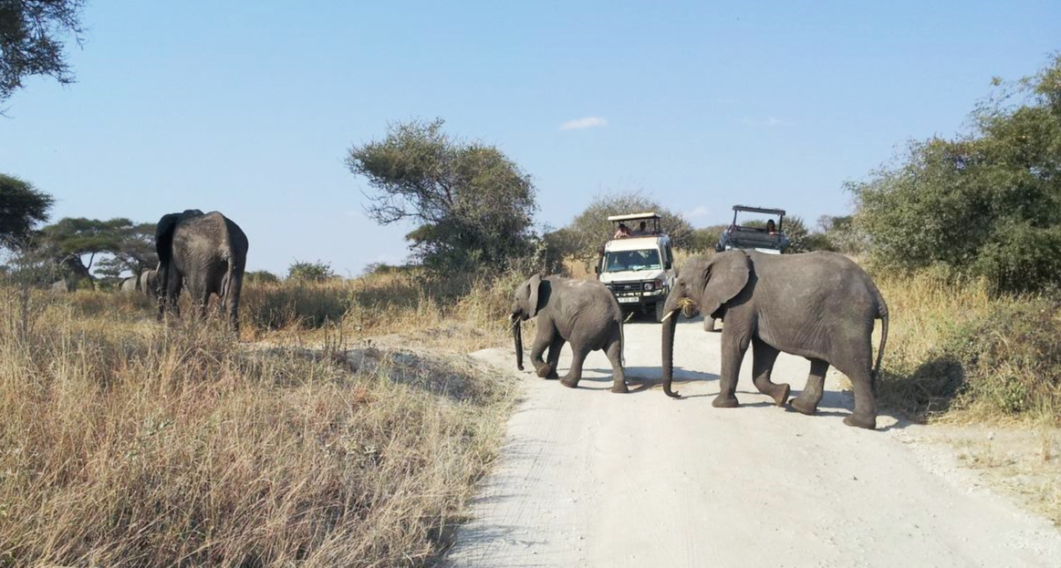 길을 건너다니는 코끼리.jpg