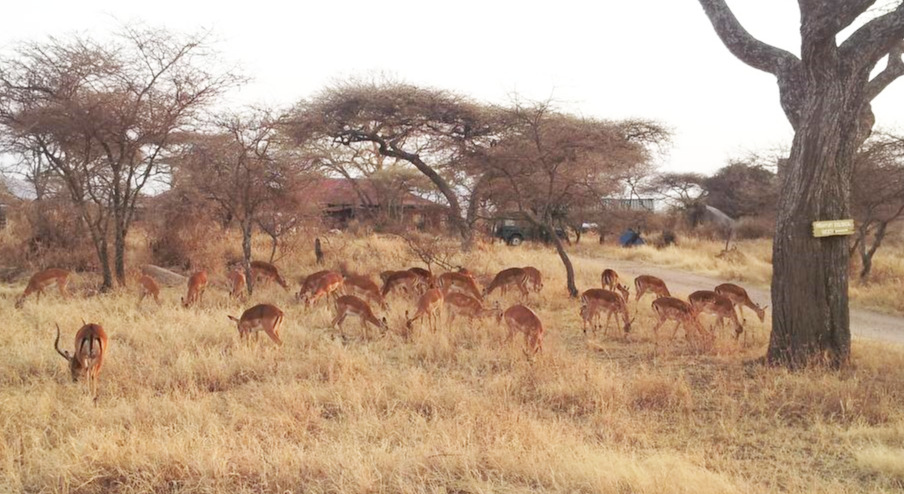 영양 무리2013-07-30 07.11.39.jpg