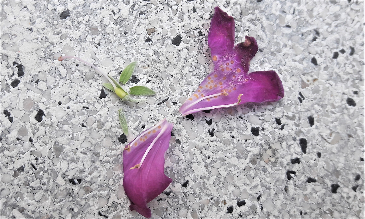 2.꽃잎, 꽃받침, 암술과 수술, 20180321_174214 (2).jpg