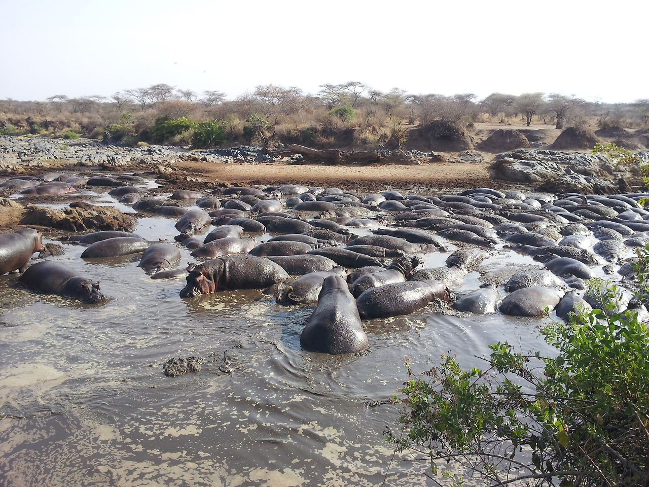 하마 무리2013-07-30 09.05.41.jpg